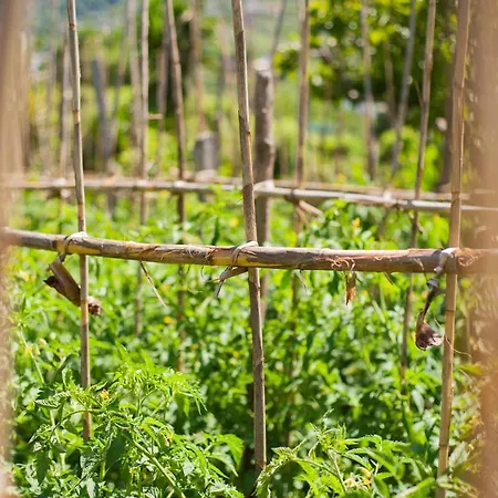 酒店 地中海公园温泉酒店 Forio di Ischia