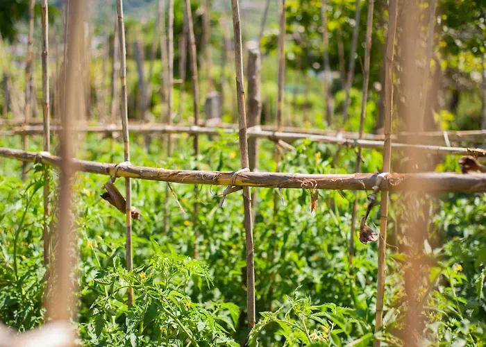 Ξενοδοχείο Park Terme Mediterraneo Forio di Ischia